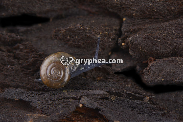 Gastéropode - gryphea.com